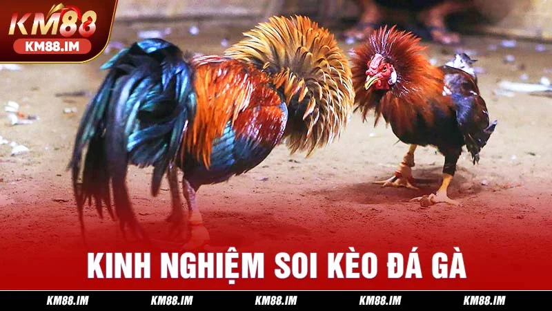 kinh nghiệm soi kèo đá gà